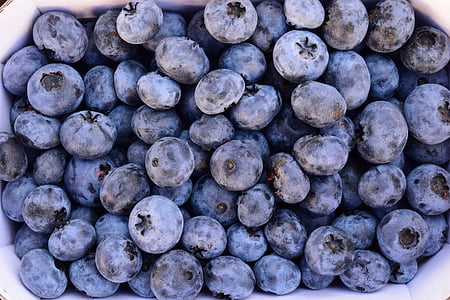 blåbær, deilig, frukt, frukt, blå, Sommer, Wild berry
