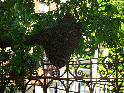 insecte, abeille, guêpe, arbre, feuille, ruche, yard
