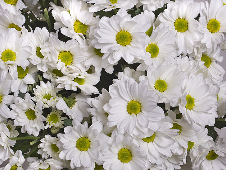 Chrizantema, balta, gėlės, sodo gėlės