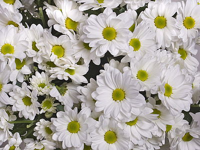crizantemă, alb, flori, flori de gradina
