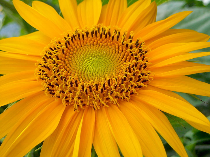 sunflower, flower, summer, nature, flowers, colors, yellow