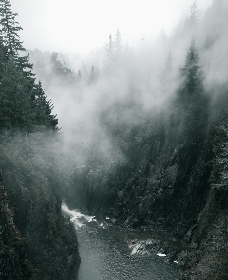 woods, fog, forest, mountains, pacific, wild, beauty