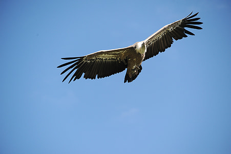 avvoltoio, uccello della preda, animale, Raptor, animale selvatico, piumaggio, volare
