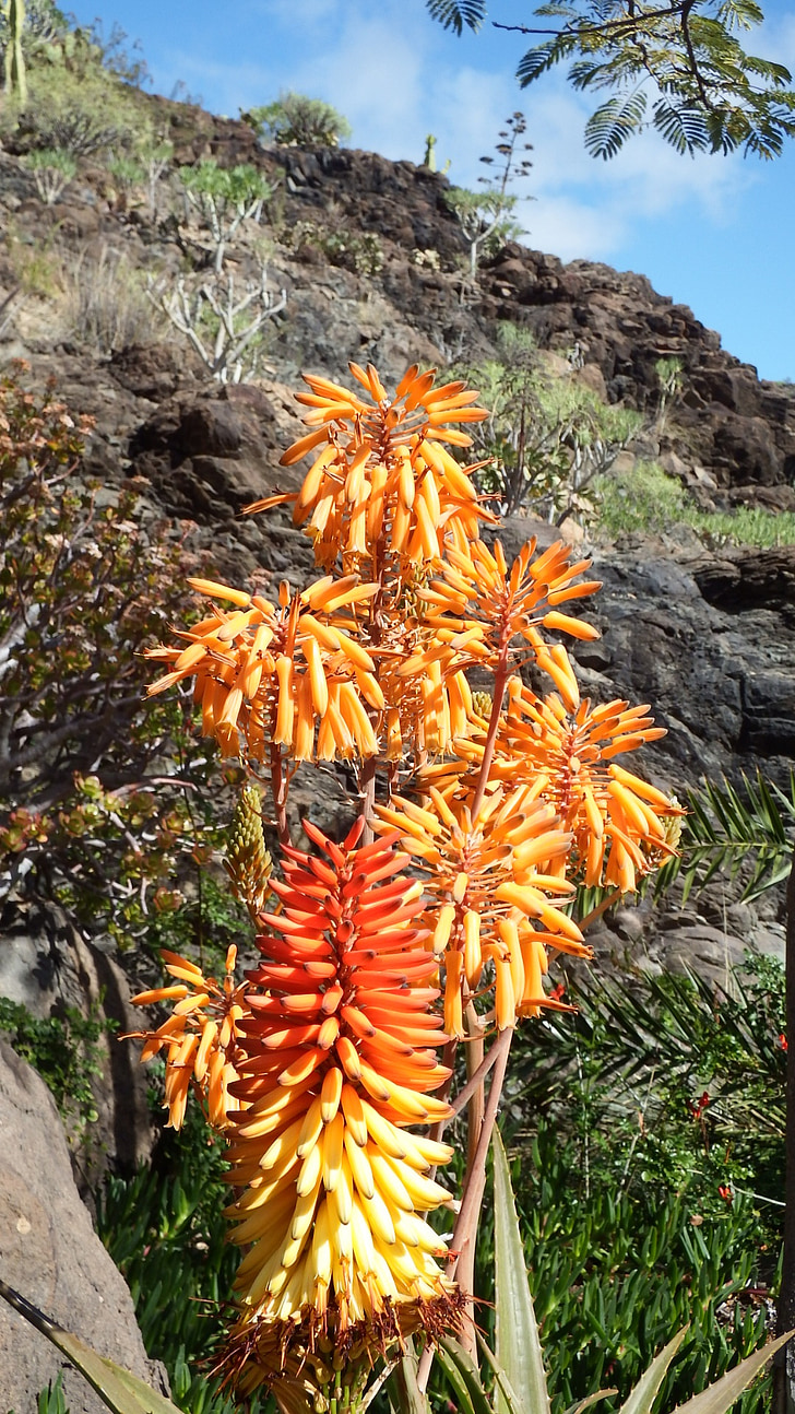 fleur de cactus, orange, rouge, Aloe vera, Tropical, Cactus