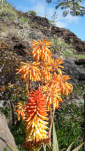 Kaktusový květ, oranžová, červená, Aloe vera, Tropical, kaktus