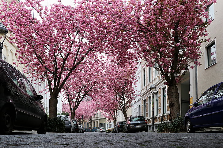 cseresznyevirág, Bonn, rózsaszín, tavaszi, Blossom, cseresznye, óváros