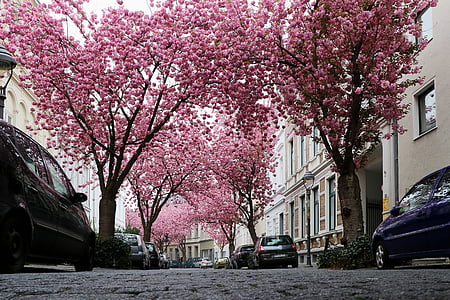 Sakura, Bonn, merah muda, musim semi, Blossom, Cherry, kota tua