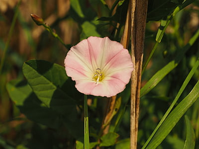bindweed, flower, blossom, bloom, pink, white, convolvulus arvensis