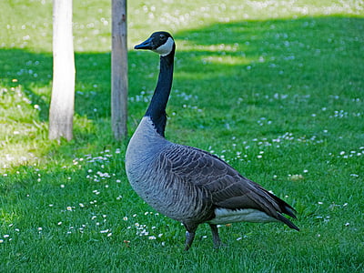 Canada goose, gås, Branta, canadensis, Canadagæs, fugl, fugle