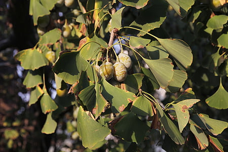 ginkgo, the leaves, autumn, tree, fruit, ginkgo fruits