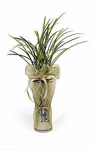 pianta da vaso, regalo, Bonsai, puntelli, piante, verde, foglia