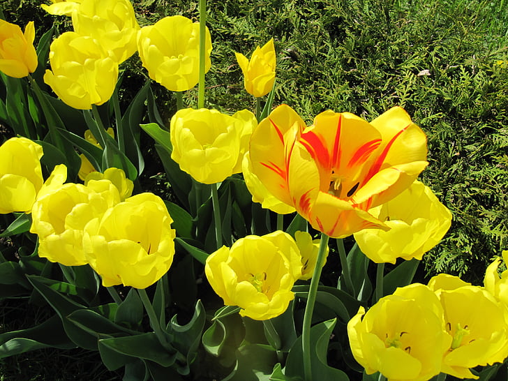 tulipán, virágok, sárga