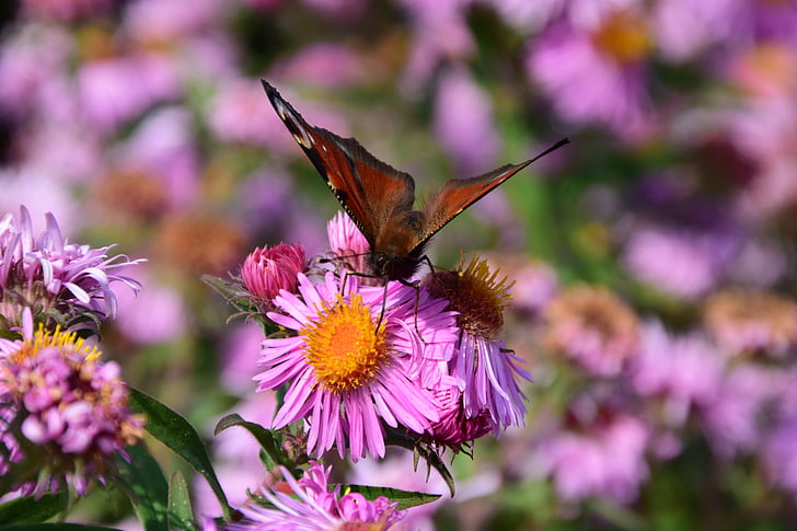 aster, butterfly, blossom, bloom, insect, purple, flower