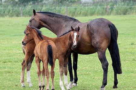 foal, horses, animal, pasture, mammal, young animal, mare