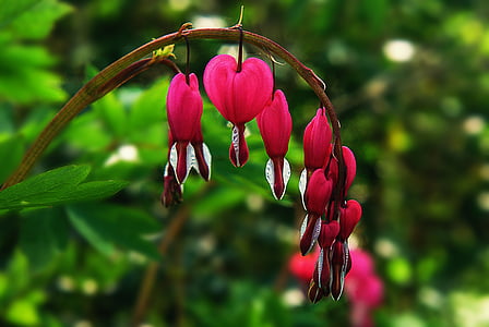 bleeding heart, flower, natural pink, blossom, bloom, colorful, nature