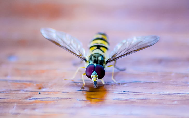 hoverfly, côn trùng, Thiên nhiên, vĩ mô, đóng, động vật, mùa hè