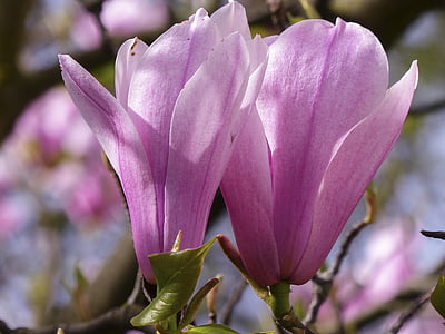 magnolia, pink, spring, blossom, nature, flower, magnolia tree