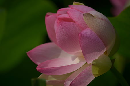 Lotus, Лотус, водни растения, растителна, водни цветя, цвете, жълта водна