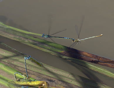 蜻蜓, 交配, 水