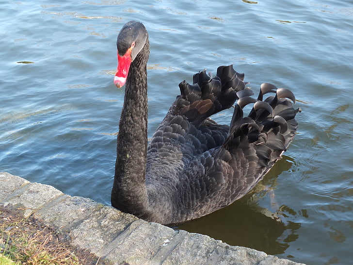 black swan, swan, animal