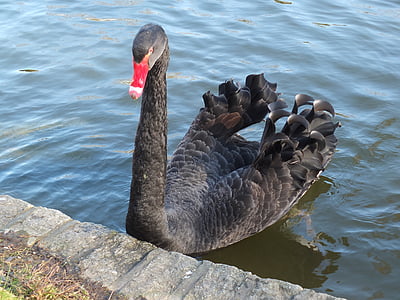 Black swan, Swan, dyr