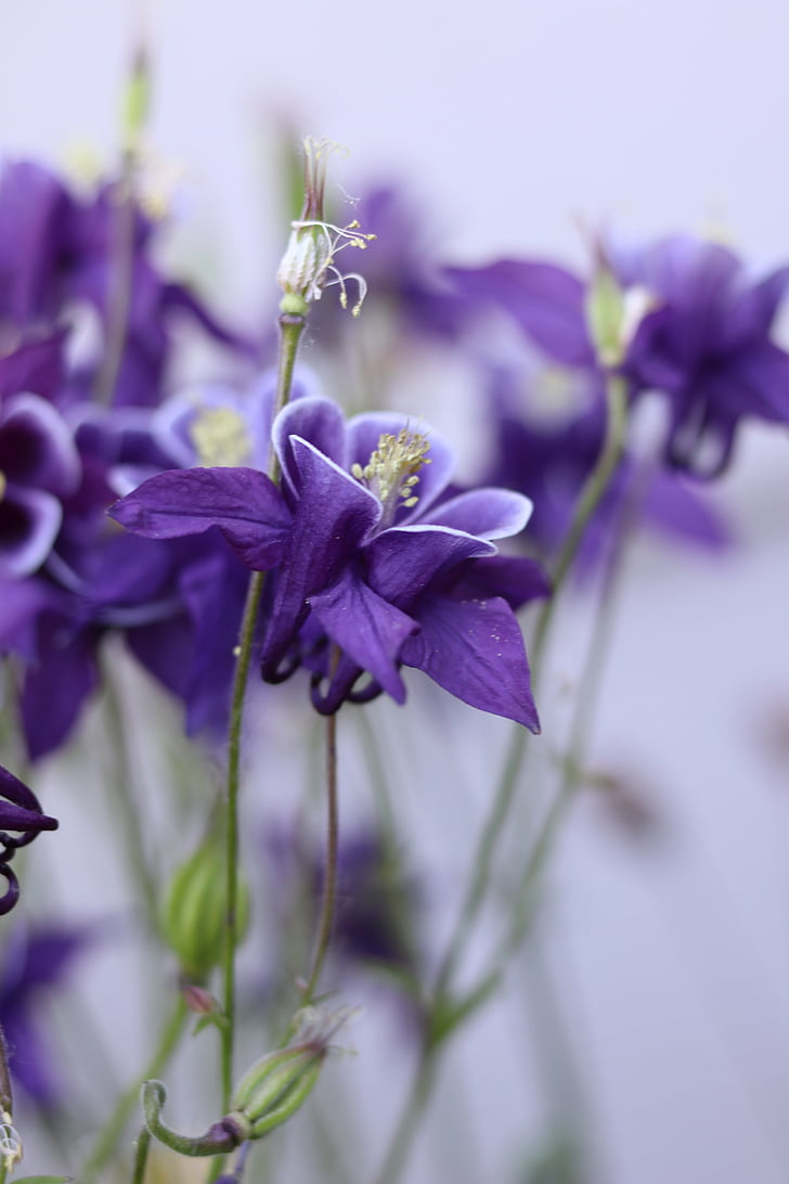 nature, Purple, fleurs