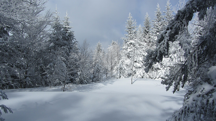 눈, 조 경, 하얀, 겨울, 산, 눈 덮인, 전나무