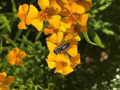 Pszczoła, kwiat, wiosna, jasne, kwiat, odkryty, owad