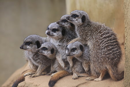 Meerkats, jardim zoológico, mamífero, animal, conservação, focinho, criatura