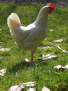 kana, valkoinen, niitty