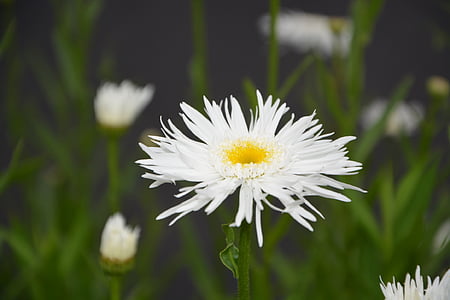 vit blomma, naturen, Paquerette blomma, kronblad, trädgård, sommarblommor