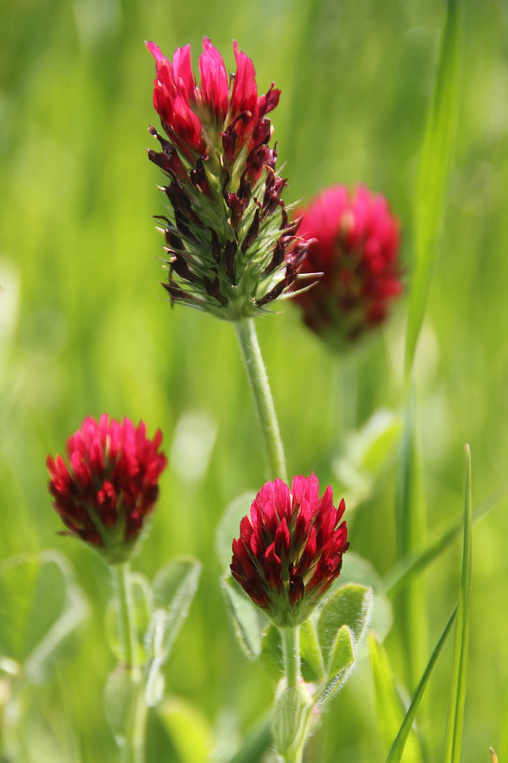 flower, blossom, bloom, red clover, red, wild flower, meadow