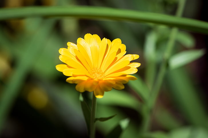 marigold, calendula officinalis, flower, yellow, yellow flower, blossom, bloom