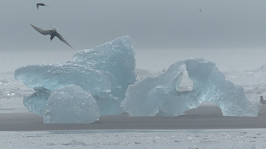 Islande, iceberg, oiseau, Sterne, glace, iceberg - la formation de glace, nature