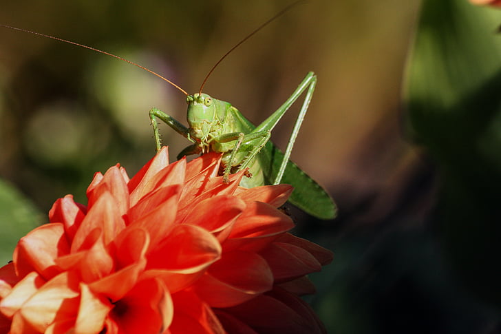 grasshopper, insect, viridissima, nature, flower, plant, day