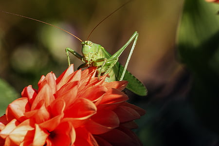 kobylka, hmyz, zelený, Příroda, květ, závod, den