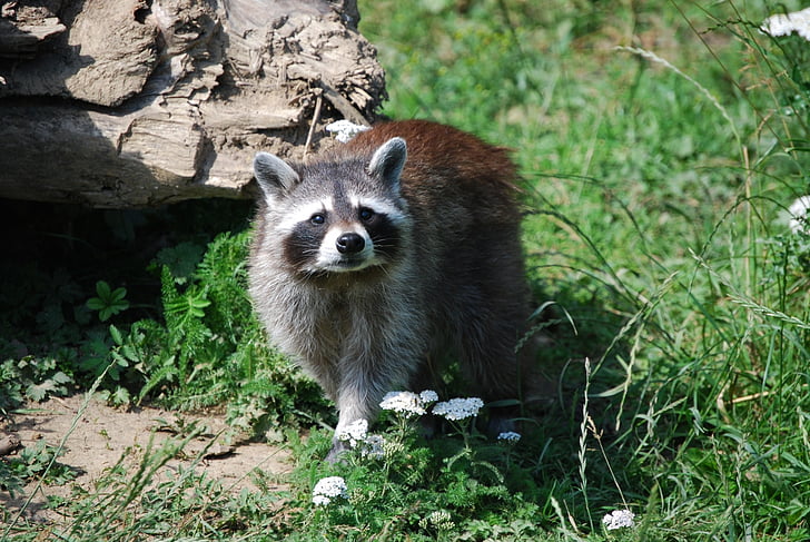 raccoon, wildlife park, cute