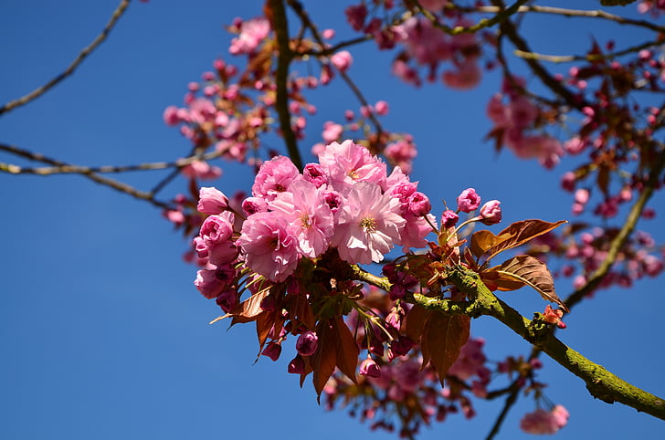 japanese flowering cherry, cherry blossoms, tree, blossom, bloom, japanese cherry trees, japanese cherry