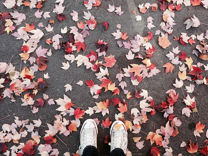 tardor, fulles, Portland, conversar, tardor, octubre, natura