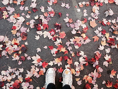 faller, lämnar, Portland, Converse, hösten, oktober, naturen