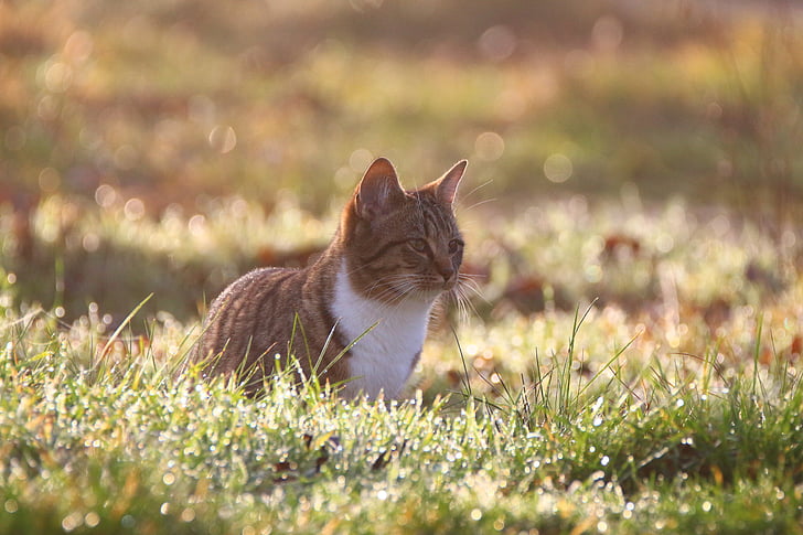 猫, 小猫, morgentau, 草甸, 草, 雾, 年轻的猫
