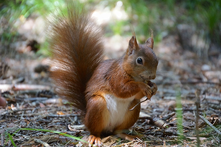 squirrel, eat, cute, food, nut, nature, animal