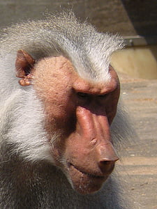 singe, babouin, animal, Zoo, visage de babouin