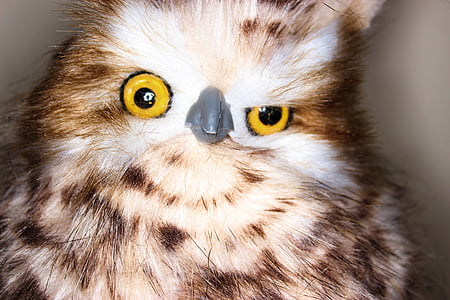 animal, bird, close-up, cute, owl, wildlife