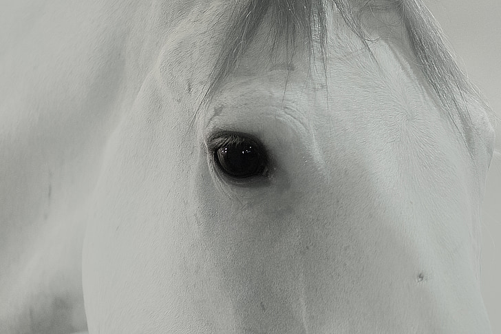 cavalo, Branco, olho, animal, natureza, retrato, mamífero