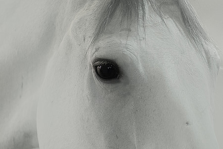 hobune, valge, silma, looma, loodus, portree, imetaja