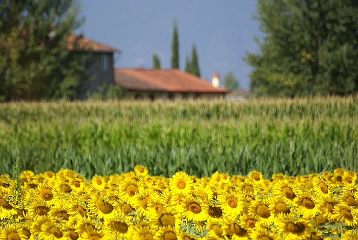 polje, suncokreti, cvijeće, suncokret, ljeto, žuta, priroda