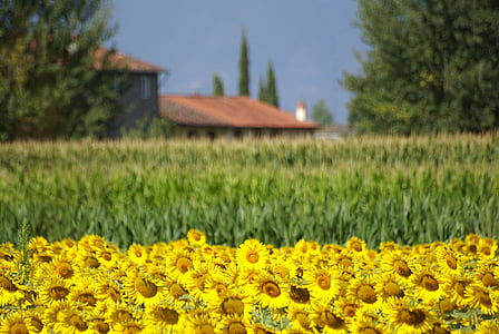 поле, слънчогледи, цветя, слънчоглед, лято, жълто, природата