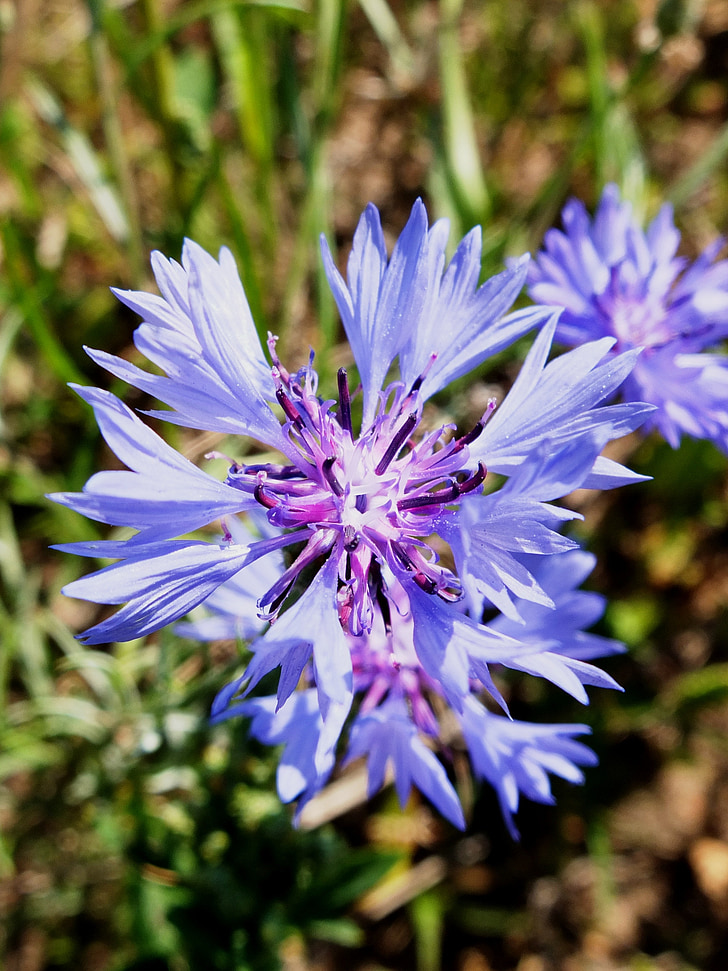 rukkilille, sinine, õis, Bloom, suvel, lill, centaurea cyanus