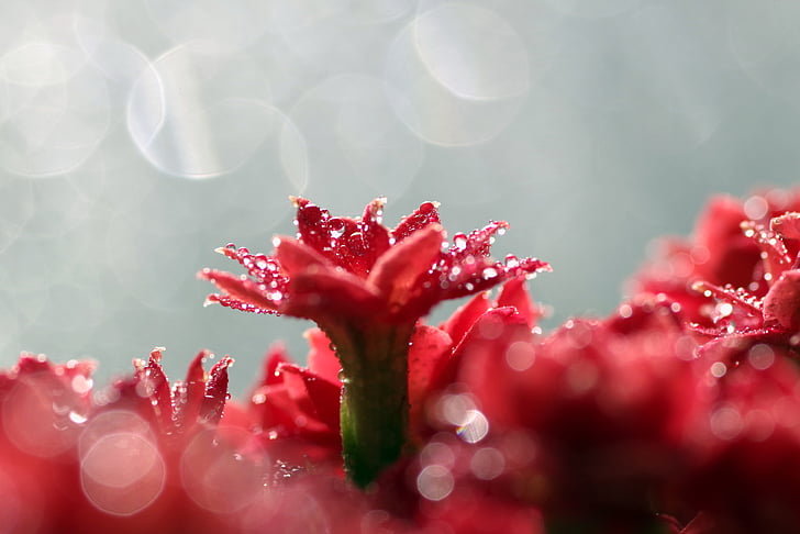 Rubeola, kvet, červená, makro, Tiny, rozeta, kvapky